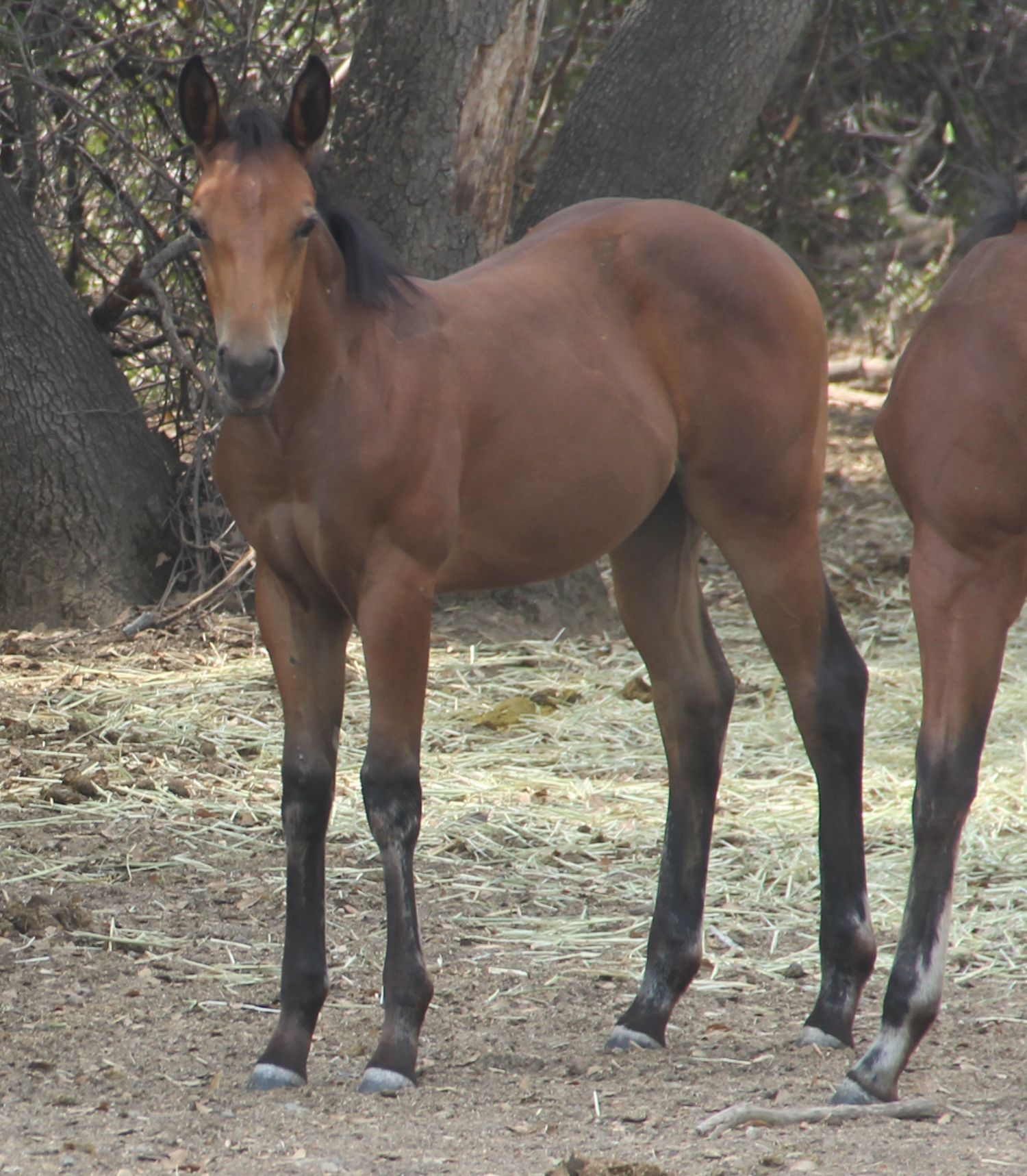 Quarter Horses & Paints For Sale